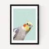 Cockatiel