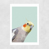 Cockatiel