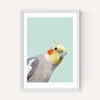 Cockatiel