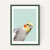 Cockatiel