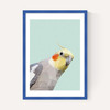 Cockatiel
