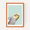 Cockatiel