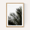 Palm Leaves 3