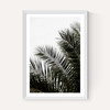 Palm Leaves 3