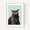 Cat British Blue