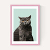 Cat British Blue