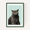 Cat British Blue
