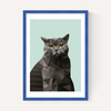 Cat British Blue