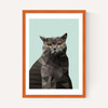 Cat British Blue