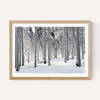 Winter Trees 2