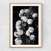 Rose Bush