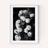Rose Bush