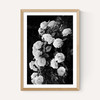 Rose Bush