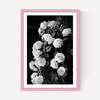 Rose Bush