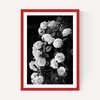 Rose Bush