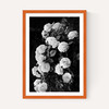 Rose Bush