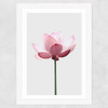 Lotus Wide White Frame