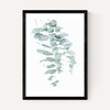 Eucalyptus 2