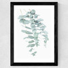 Eucalyptus 2 Wide Black Frame