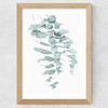 Eucalyptus 2 Wide Oak Frame