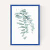 Eucalyptus 2