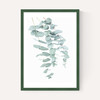 Eucalyptus 2