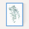 Eucalyptus 2