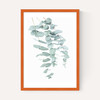 Eucalyptus 2