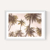 Palm Trees