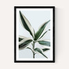 Foliage 1