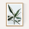 Foliage 1