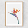 Exuberance Narrow Oak Frame