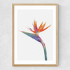 Exuberance Medium Oak Frame
