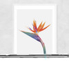 Exuberance Narrow White Frame