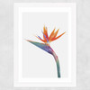 Exuberance Wide White Frame