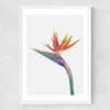 Exuberance Medium White Frame