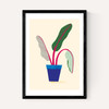 House Plant