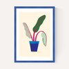 House Plant