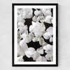 White beauty on Black Medium Black Frame