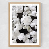 White beauty on Oak Medium Oak Frame
