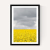 Grey and Yellow Fields