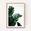 Palm Leaves