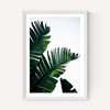 Palm Leaves