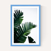 Palm Leaves