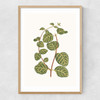 Lonicera Brachypoda Narrow Oak Frame