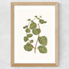 Lonicera Brachypoda Wide Oak Frame