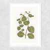 Lonicera Brachypoda Narrow White Frame