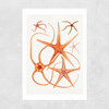Vintage Starfish 2 Unframed Print