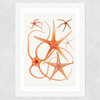 Vintage Starfish 2 Wide White Frame