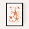 Vintage Starfish 2